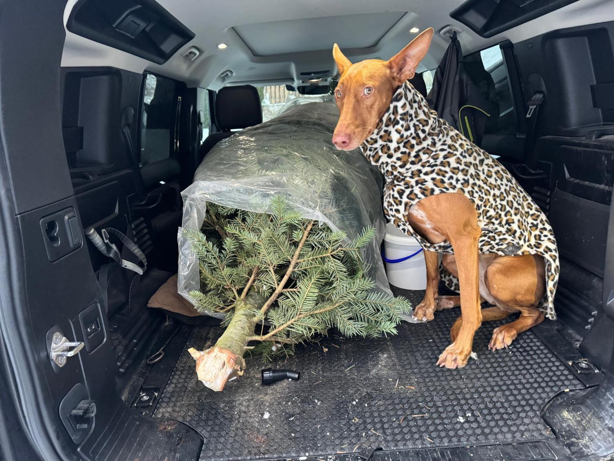 Hundefreundliche Unterkunft Im Muehlviertel In Oberoesterreich Freundorf Bagian luar foto